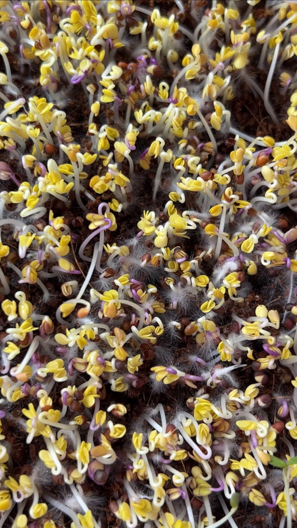 Root Hairs vs. Mold Leath Guides