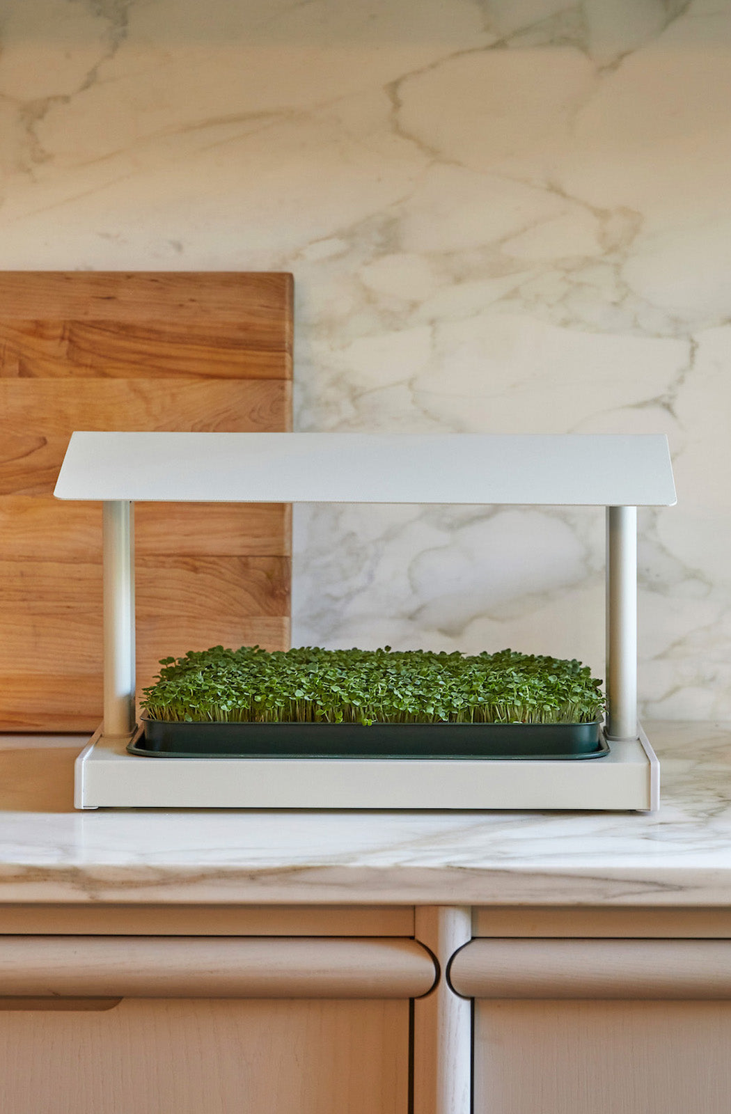 The Fieldhouse in clay growing arugula microgreens in kitchen