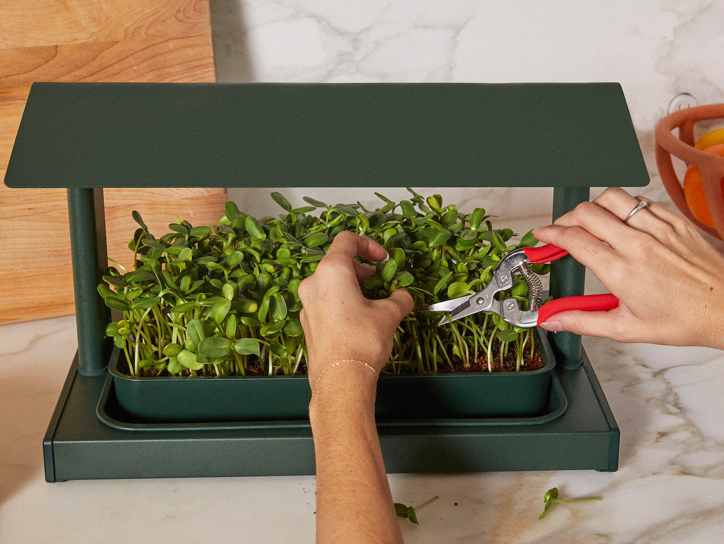 Harvesting Sunflower microgreens from the Fieldhouse in Sod
