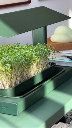 The Fieldhouse Indoor Grow System with Healthy Broccoli Microgreens