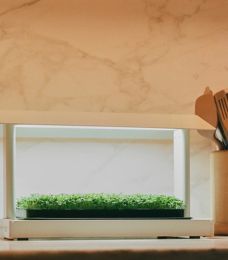 The Fieldhouse in Clay on kitchen countertop with grow light on mobile - best indoor garden