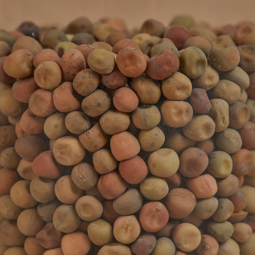 Pea shoot microgreen seeds for indoor gardening - organic, non-GMO