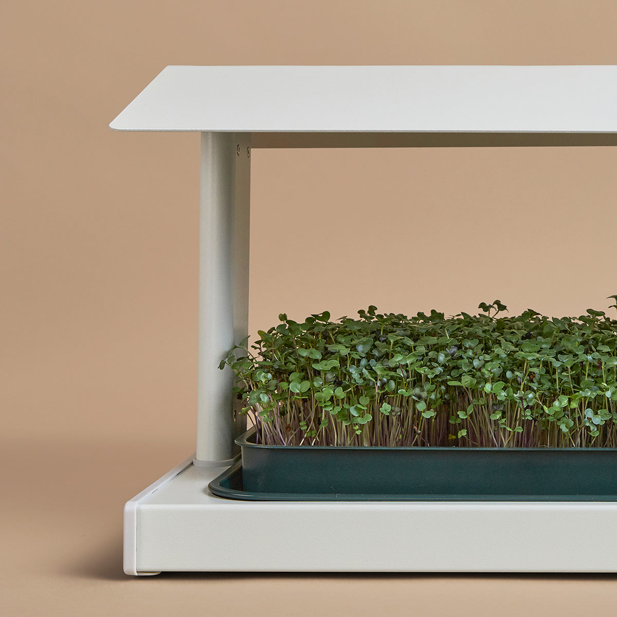 Medley Mix Microgreens in the Fieldhouse Color Clay - harvest indoor grow garden