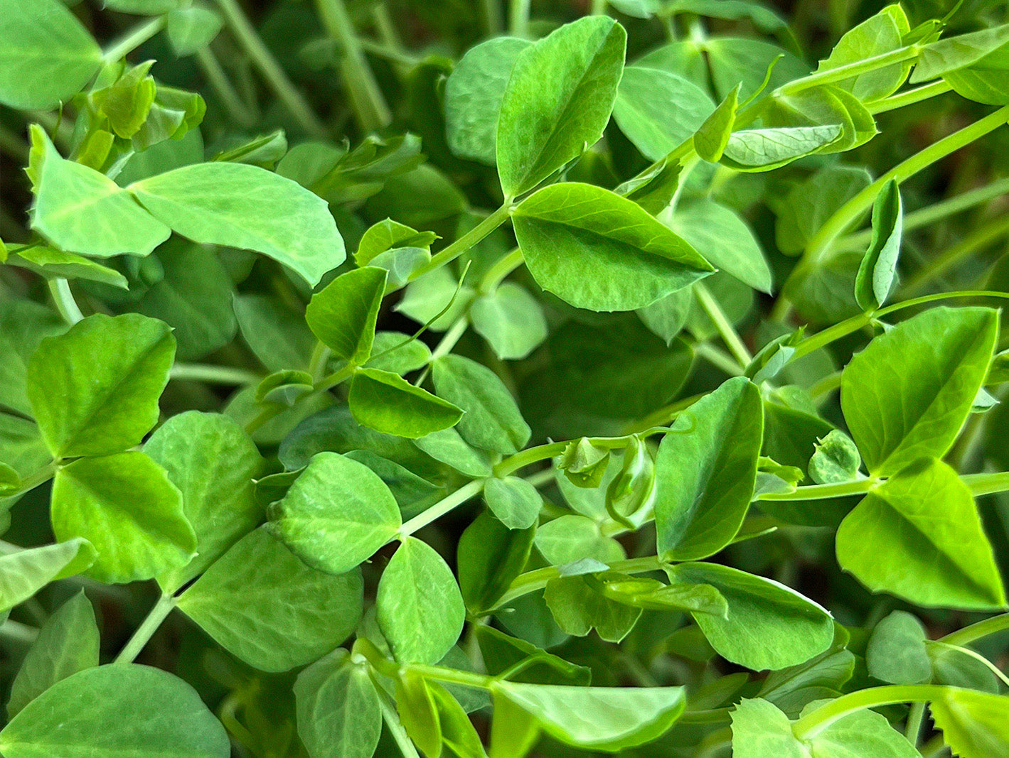 Vibrant Gren Pea Shoot Microgreens