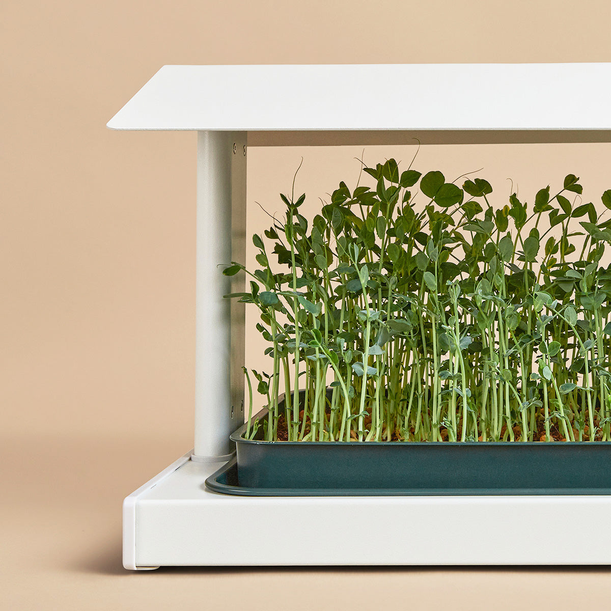Pea Shoot microgreens in the Fieldhouse indoor grow system - organic, non-GMO