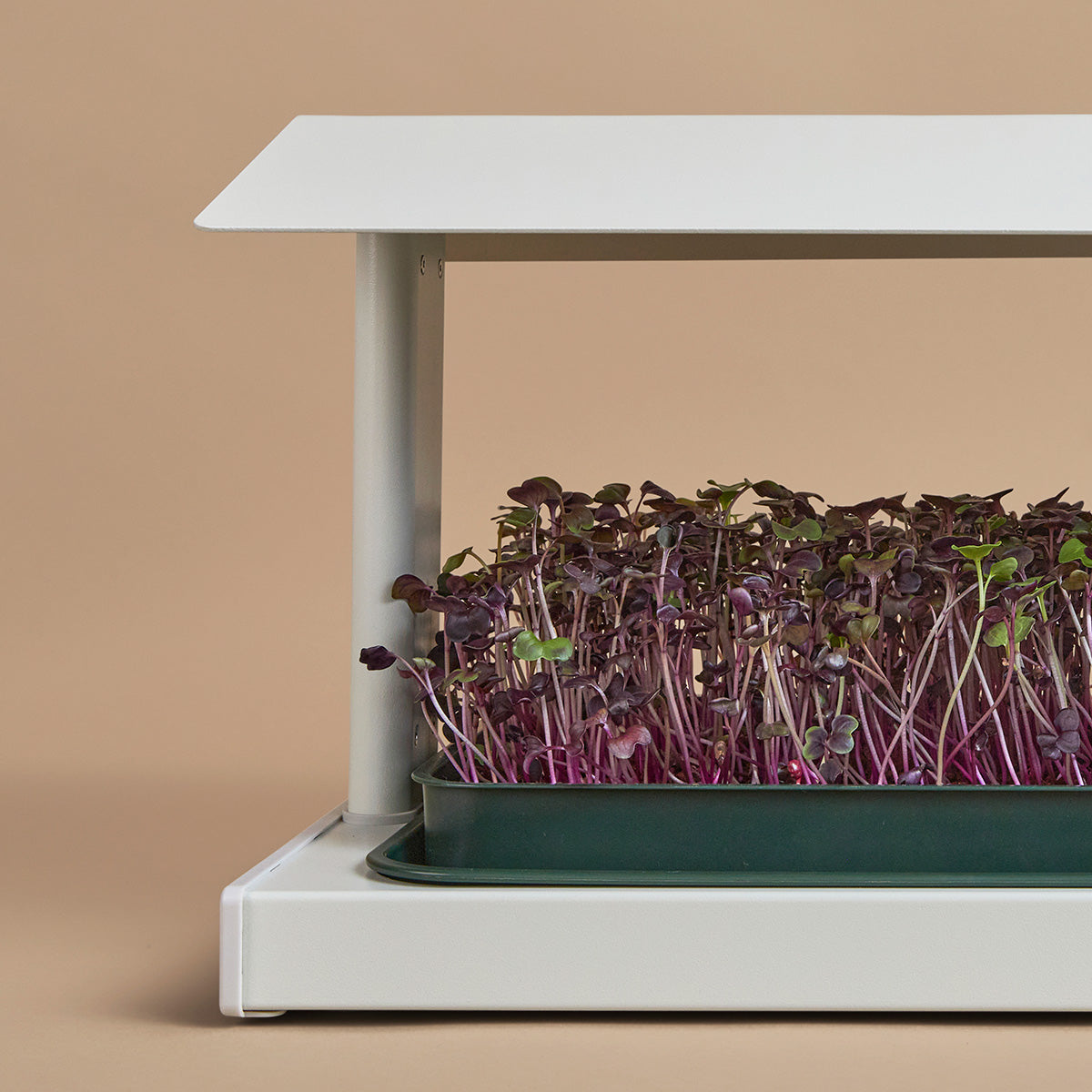 Radish Microgreens in the Fieldhouse Color Clay - harvest indoor garden