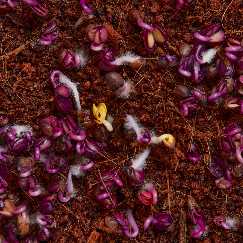 Radish root hairs during germination