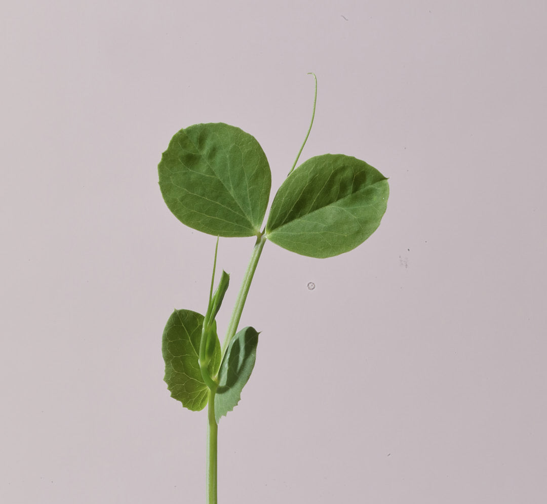 Pea Shoot microgreen grown indoors in the Fieldhouse by Leath - organic, non-GMO