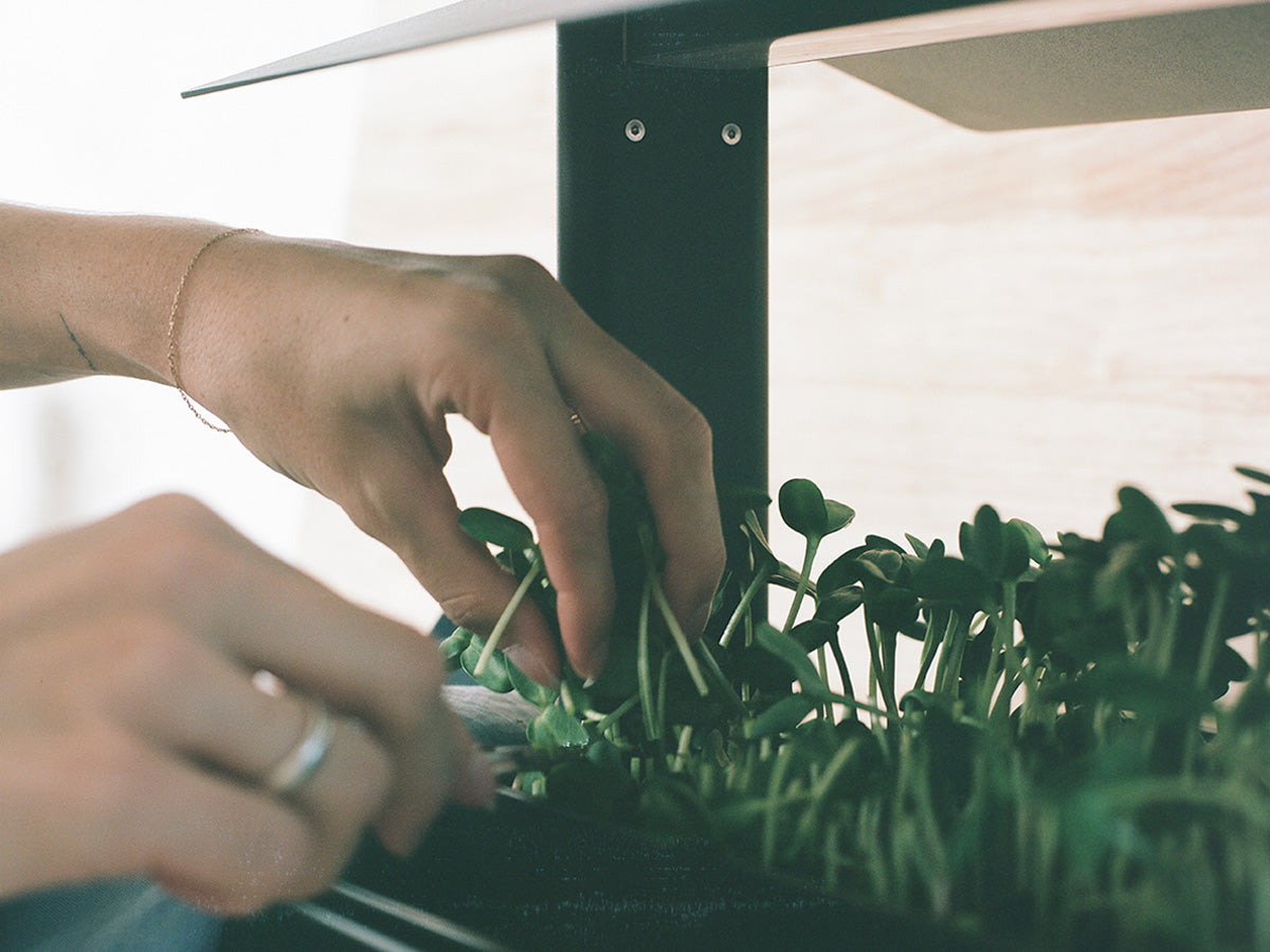 Harvesting sunflower microgreens from the Green Fieldhouse