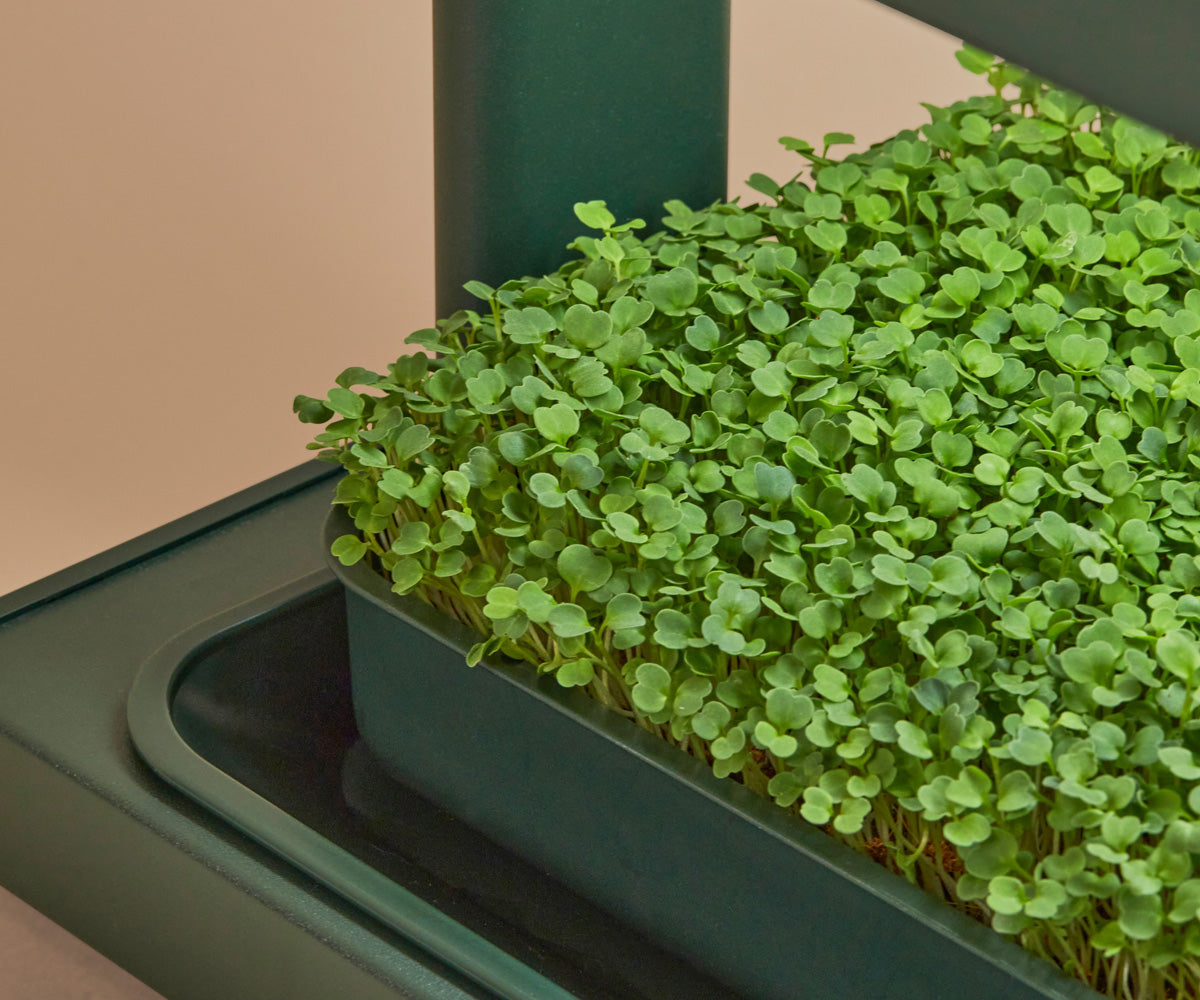 Arugula Microgreens grown in the Fieldhouse - best indoor gardening system