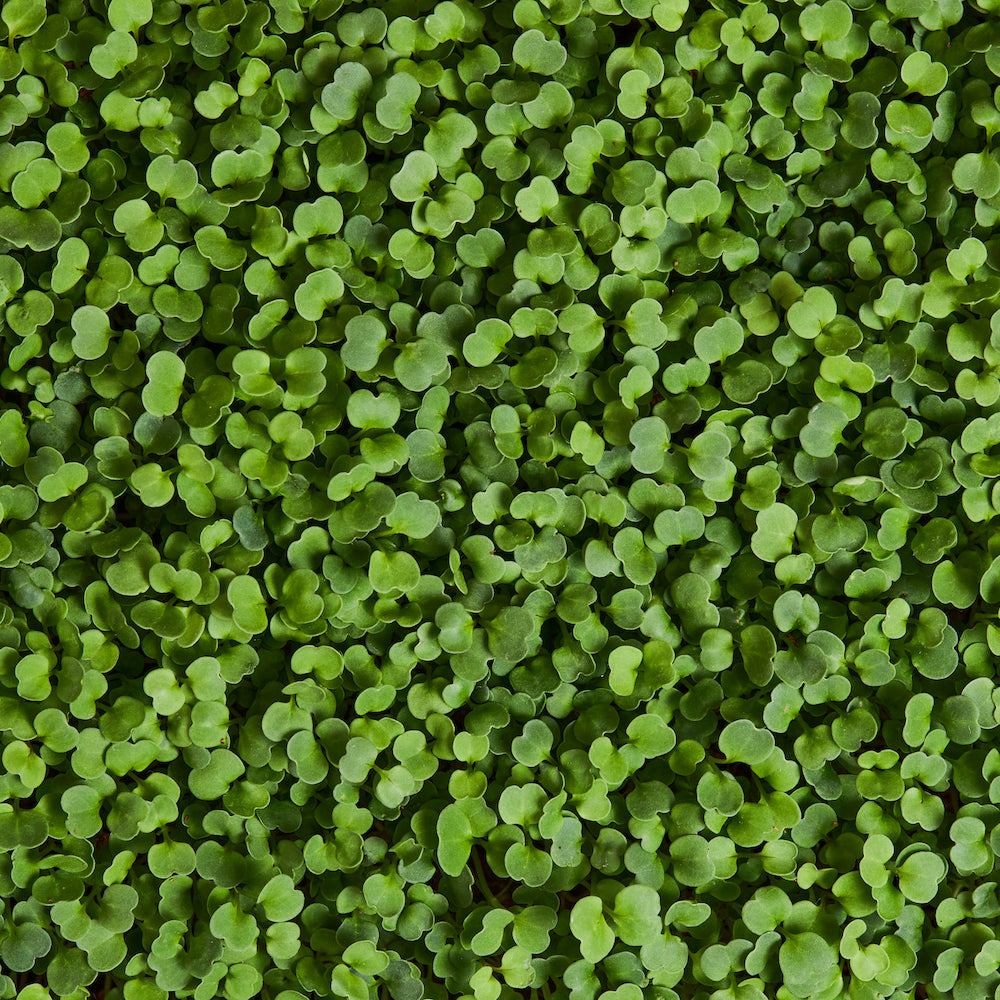 Fresh microgreens harvest