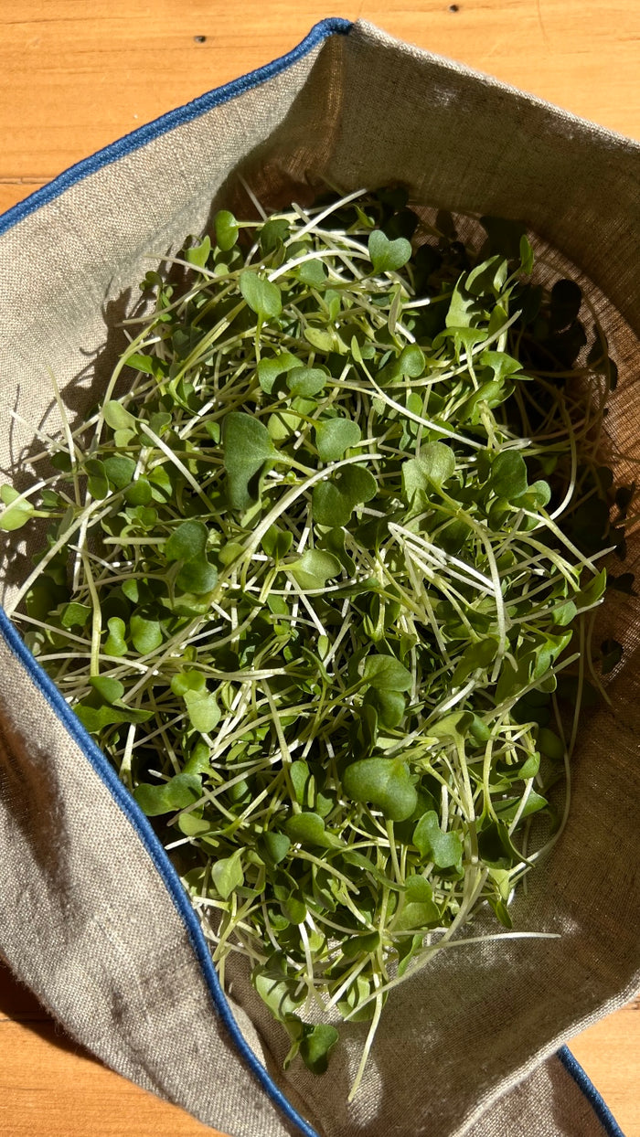 Harvesting microgreens in the Fieldhouse