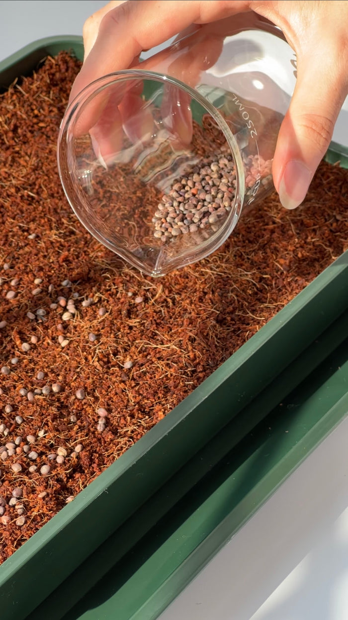 Spread microgreen seeds evenly for bigger yields
