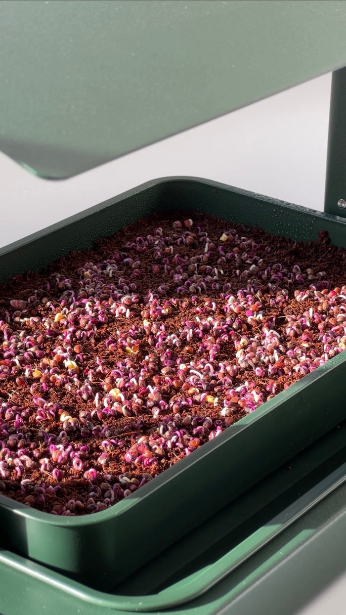 Microgreens in germination - complete guide from Leath