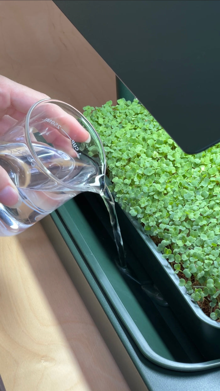 When and how to water your microgreens in the Fieldhouse