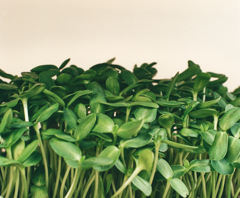 Canopy of Sunflower Micorgreens - homegrown indoor sustainable garden