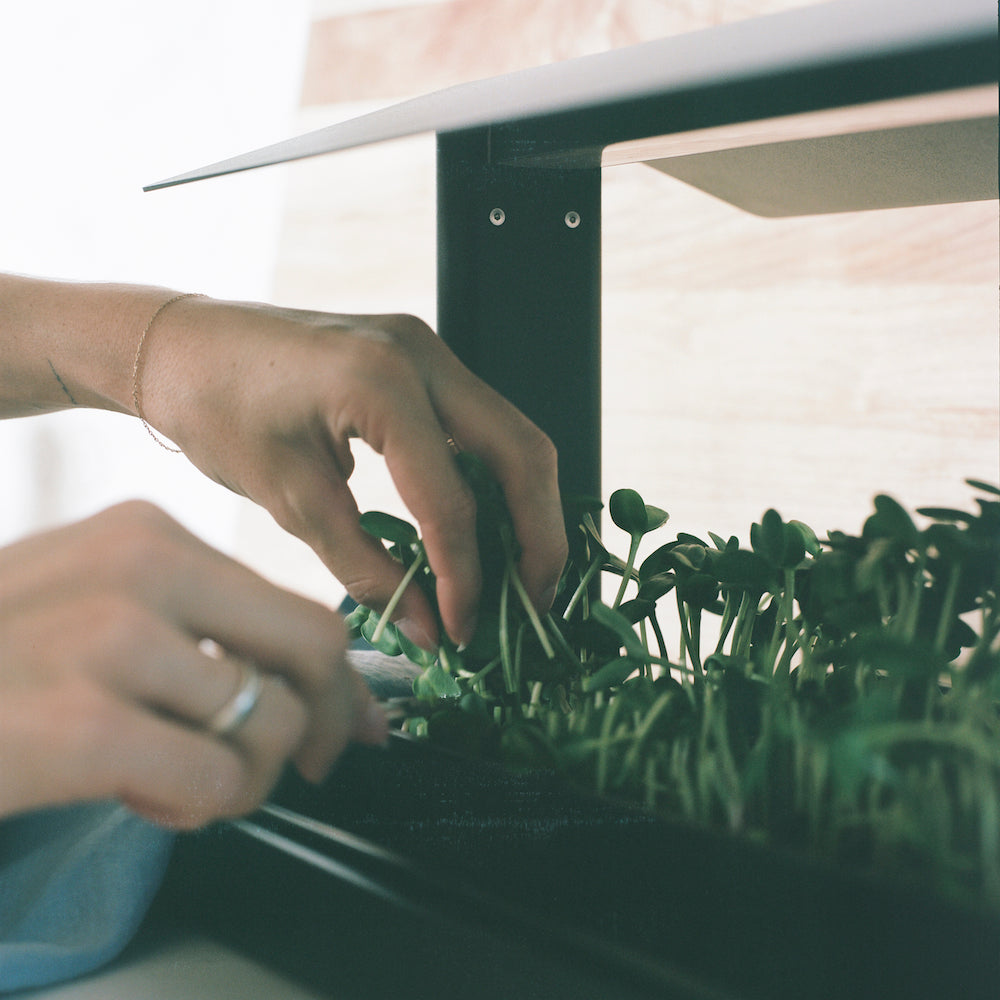 Harvesting microgreens from the Fieldhouse indoor grow system by Leath
