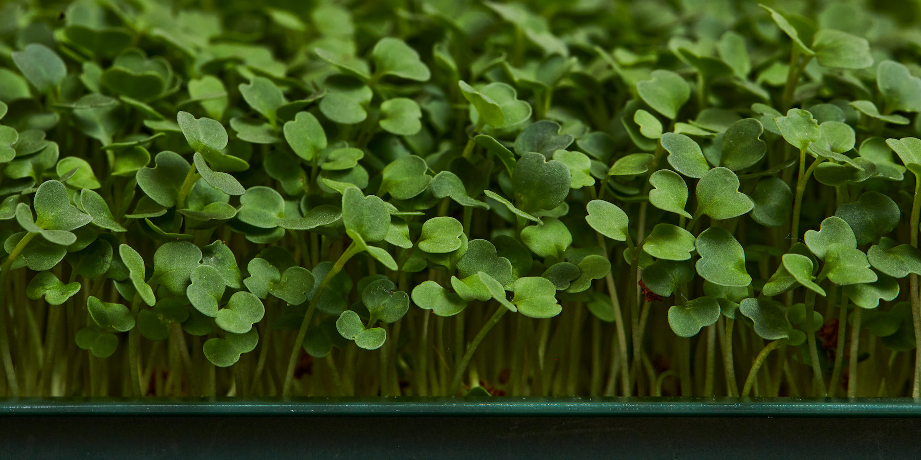 Arugula microgreen sprouts grown at home in the Fieldhouse by Leath - organic, non-GMO seeds