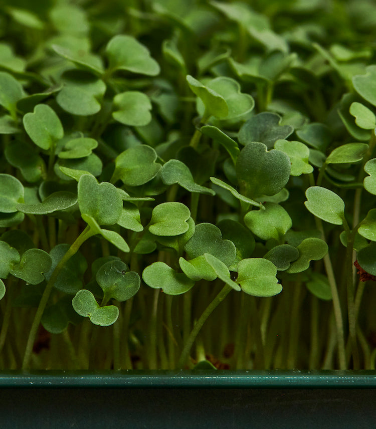 Arugula microgreen sprouts grown at home in the Fieldhouse by Leath - organic, non-GMO seeds
