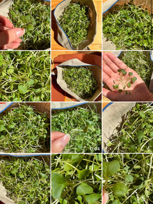 Arugula Microgreens Harvested in 7 Days