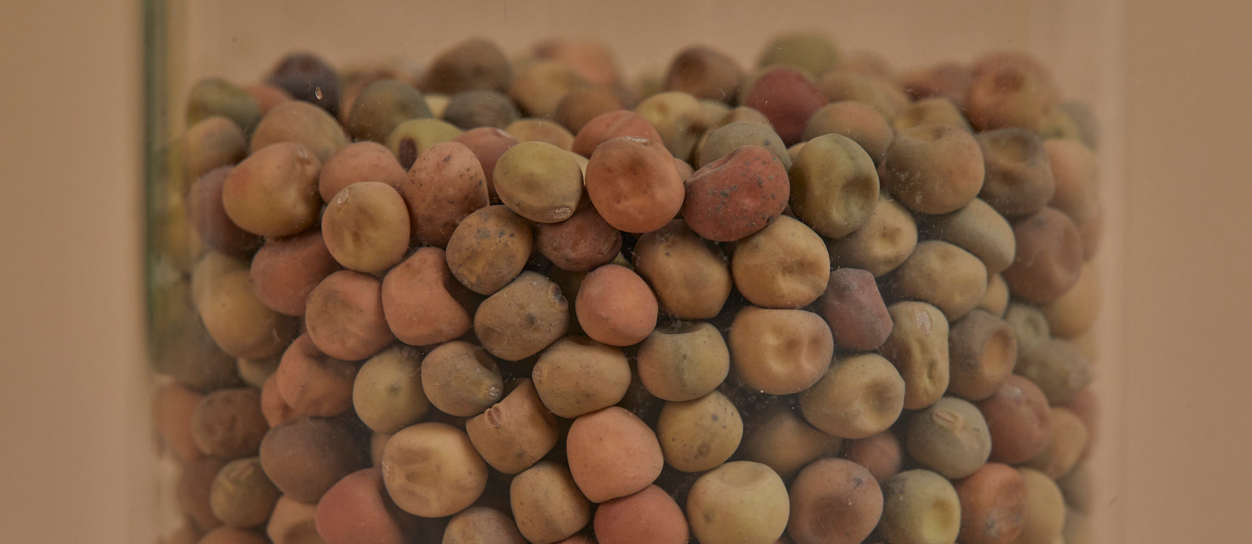 Pea Shoot microgreen seeds - organic & non-GMO