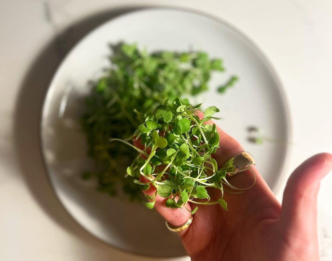 Arugula Microgreens grown in the Fieldhouse gardening system