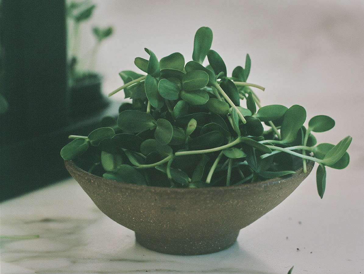 Harvested sunflower microgreens in a bowl next to the Fieldhouse indoor grow system - Leath