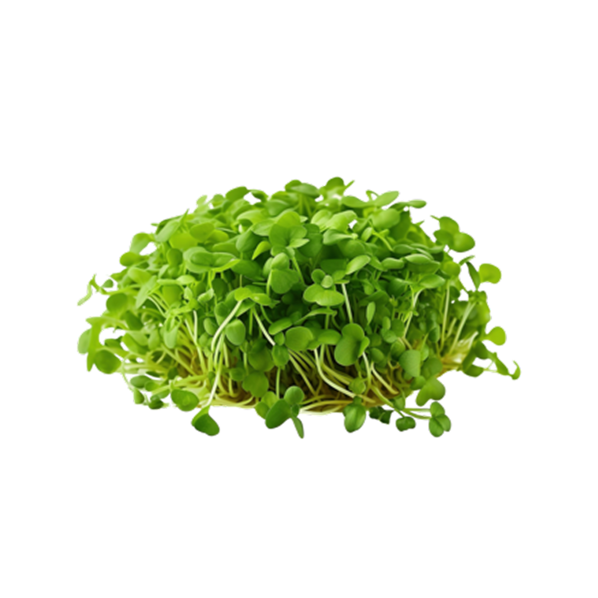 Seed image