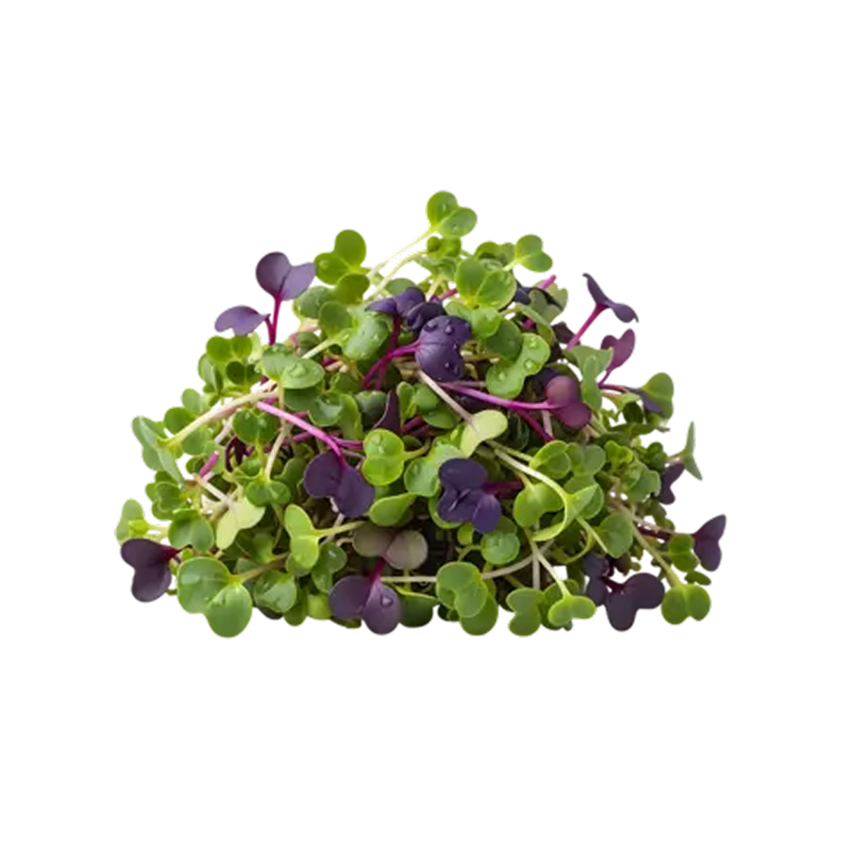 Seed image