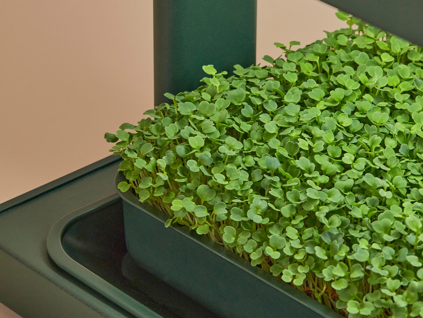 Arugula Microgreens grown in the Fieldhouse - best indoor gardening system