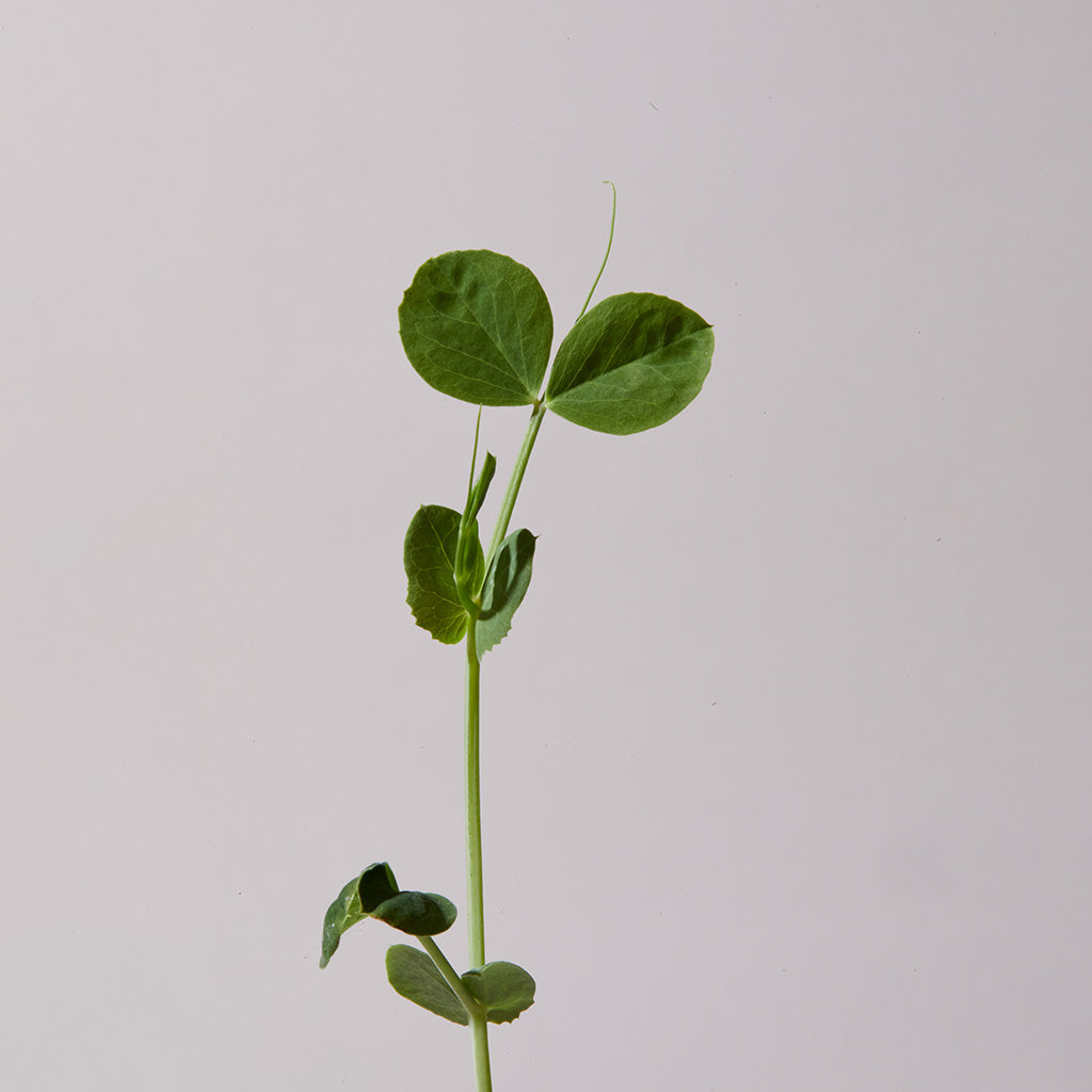 Microgreens close-up