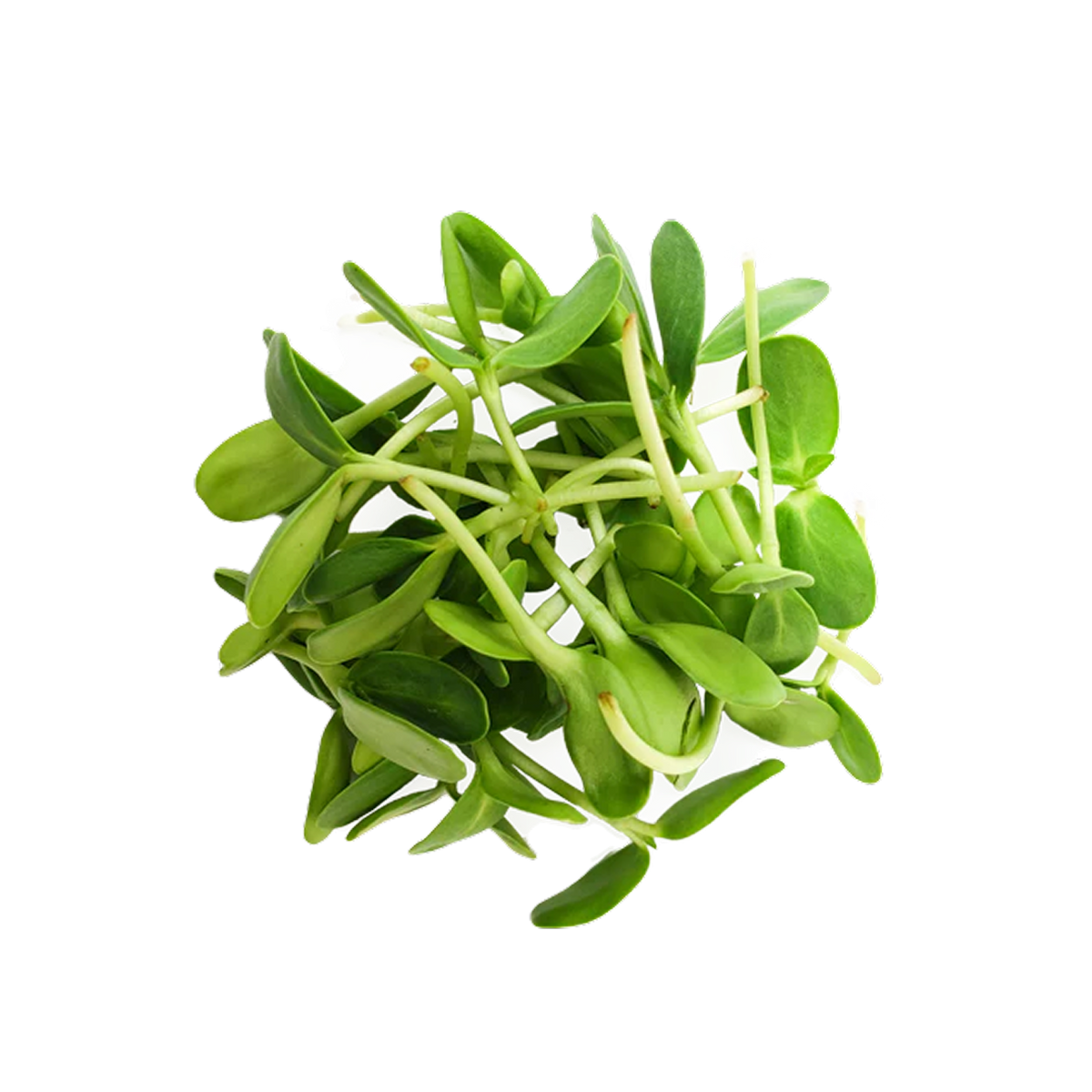 Seed image