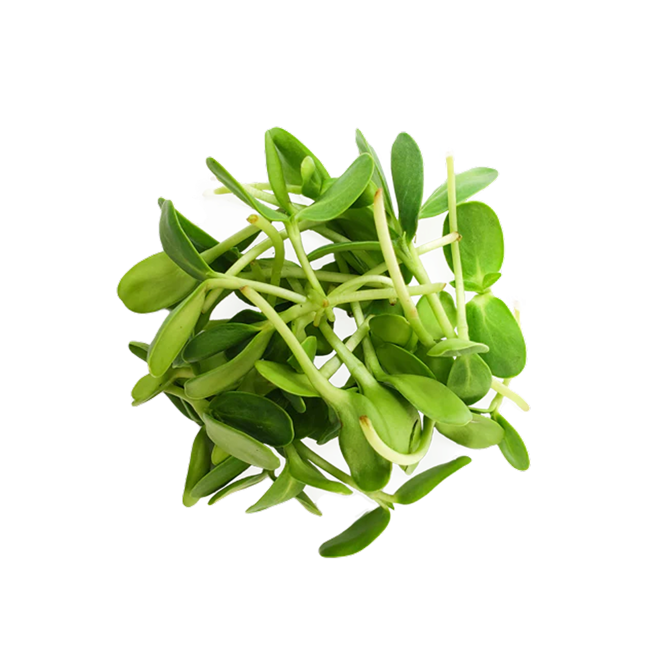 Seed variety